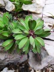 Noccaea stylosa