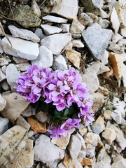 Noccaea stylosa