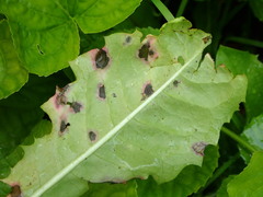 Ramularia inaequalis