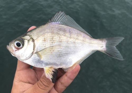 Walleye Surfperch
