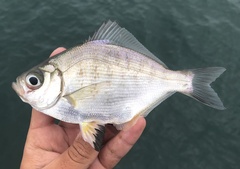 Walleye Surfperch photo 5