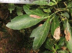 Charaxes varanes varanes