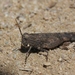 Trailside Grasshopper - Photo (c) James Bailey, some rights reserved (CC BY-NC), uploaded by James Bailey