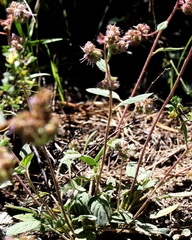 Phacelia hastata compacta