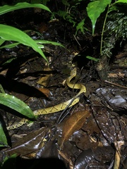 Bothrocophias microphthalmus