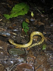 Bothrocophias microphthalmus