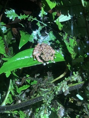 Pristimantis rubicundus