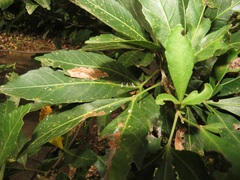 Charaxes varanes varanes