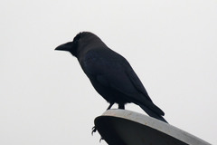 Corvus splendens