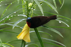 Chalcomitra senegalensis