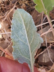 Eriogonum nudum nudum
