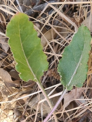 Eriogonum nudum nudum