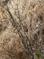 Eriogonum nudum nudum