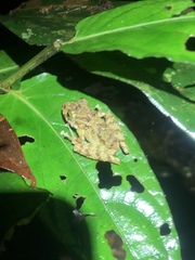 Pristimantis rubicundus