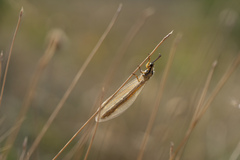 Macronemurus