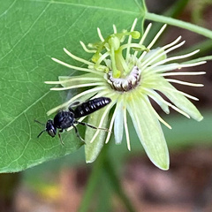 Protandrena passiflorae