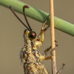 Macronemurus