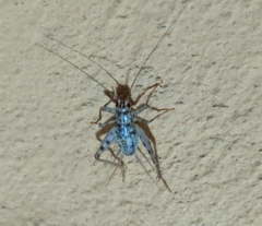 Gryllomorpha