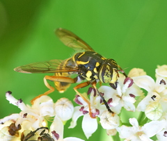 Spilomyia manicata