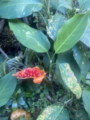 Aglaonema commutatum