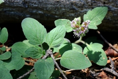 Phacelia hydrophylloides