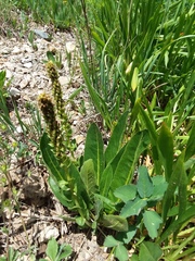 Veronica ritteriana