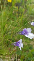 Pinguicula