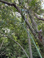 Selenicereus spinulosus