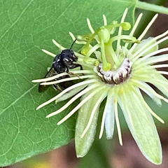 Protandrena passiflorae
