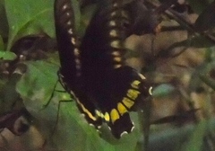 Battus polydamas polydamas