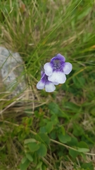 Pinguicula