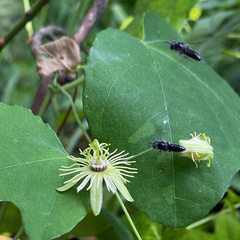 Protandrena passiflorae