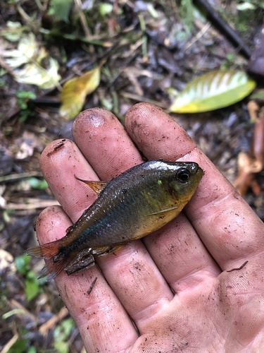 Napo tetra (Moenkhausia naponis) — Characidae — 3