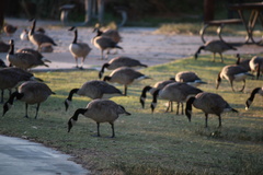 Branta canadensis