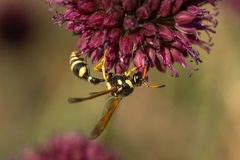 Katamenes flavigularis