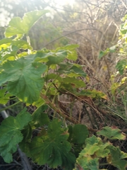 Pelargonium vitifolium