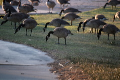 Branta canadensis