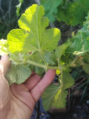 Pelargonium vitifolium