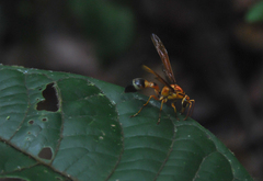 Pachymenes orellanae