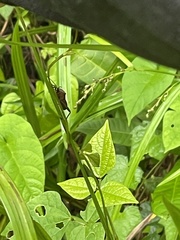 Leptoglossus gonagra