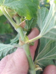 Pelargonium vitifolium