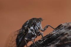 Cacama valvata