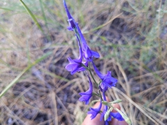 Delphinium gracile