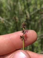 Carex sterilis