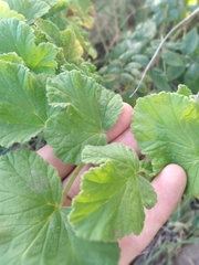 Pelargonium vitifolium