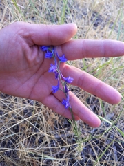 Delphinium gracile