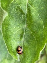 Harmonia axyridis