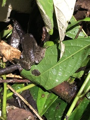 Leptodactylus wagneri