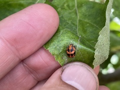 Harmonia axyridis