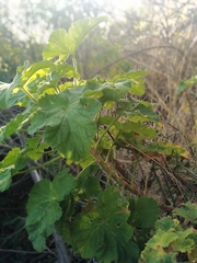 Pelargonium vitifolium